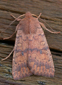 Bicolored Sallow Bicolored Sallow